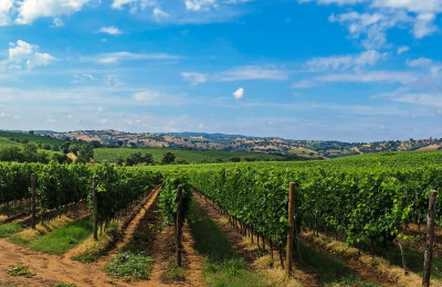 tuscany wineries